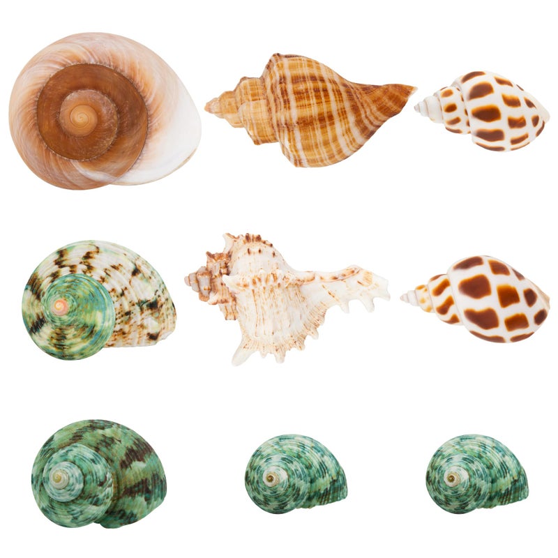 SINKOO 9PCS Hermit Crab Shells Large Small Growth Turbo Seashell Supplies Natural Sea Conch Home Decor - Image 1